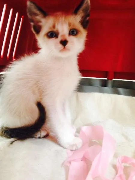 Gato ra a Vira Lata idade Abaixo de 2 meses nome Ainda sem nome