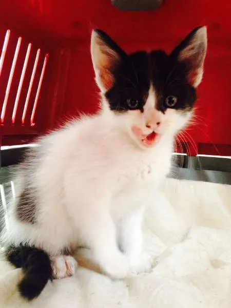 Gato ra a Vira Lata idade Abaixo de 2 meses nome Ainda sem nome