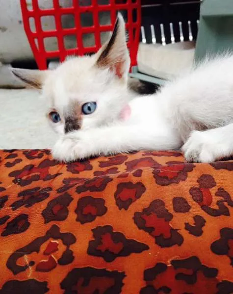 Gato ra a Vira Lata idade Abaixo de 2 meses nome Ainda sem nome
