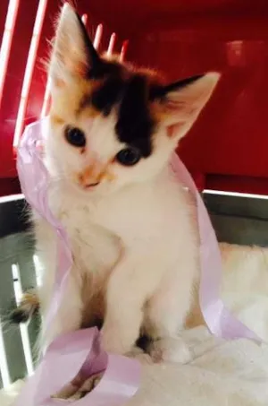 Gato raça Vira Lata idade Abaixo de 2 meses nome Ainda sem nome