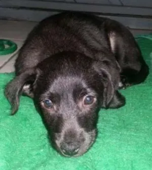 Cachorro raça SRD idade 2 a 6 meses nome  Nina, Davi