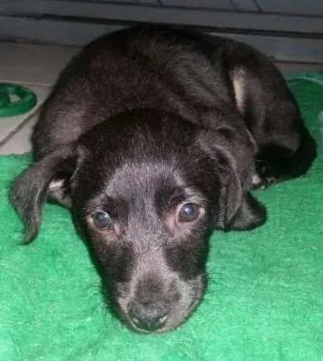 Cachorro ra a SRD idade 2 a 6 meses nome  Nina, Davi