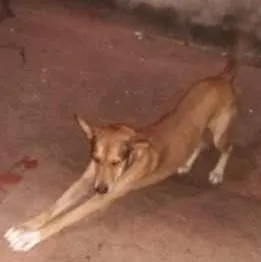 Cachorro raça Vira- Lata idade 3 anos nome Coronel 