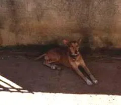 Cachorro raça Vira- Lata idade 3 anos nome Coronel 