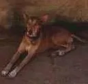 Cachorro raça Vira- Lata idade 3 anos nome Coronel 