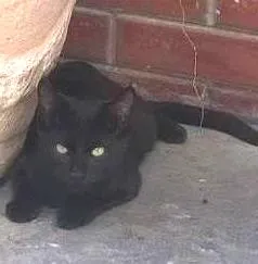 Gato raça SRD idade 2 a 6 meses nome Gamball