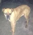 Cachorro ra a Boxer idade 6 ou mais anos nome Zeus