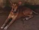 Cachorro raça Vira- Lata idade 3 anos nome Coronel 