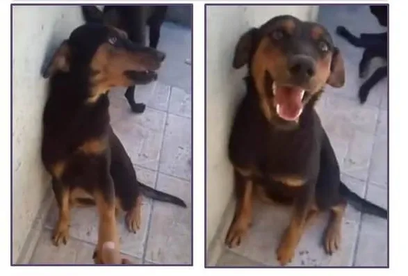 Cachorro ra a SRD idade 2 anos nome Aysha