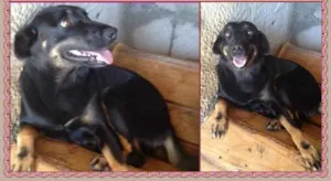 Cachorro raça SRD idade 3 anos nome Brenda