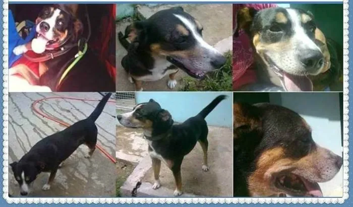 Cachorro ra a SRD idade 3 anos nome Avalon