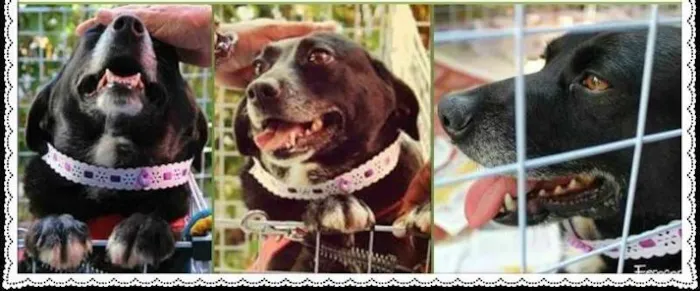 Cachorro ra a SRD idade 3 anos nome Makeba