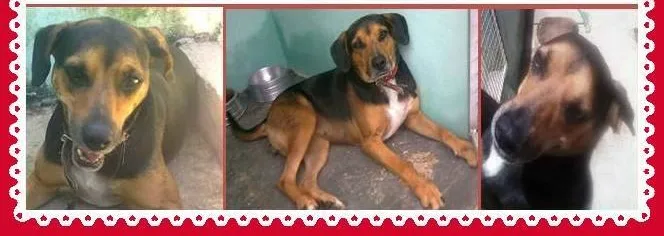 Cachorro ra a SRD idade 3 anos nome Monetti