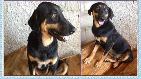 Cachorro raça SRD idade 2 anos nome Toby