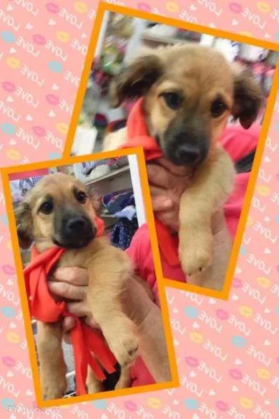 Cachorro ra a SRD idade 2 a 6 meses nome Emilia (filhote)