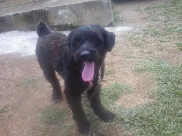 Cachorro raça Poodle idade 1 ano nome Marvin