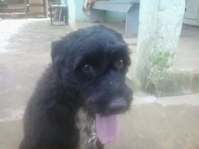 Cachorro raça Poodle idade 1 ano nome Marvin