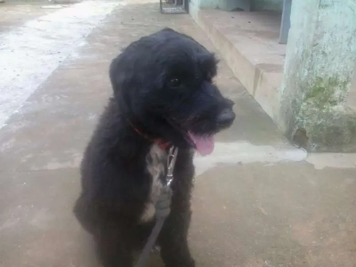 Cachorro raça Poodle idade 1 ano nome Marvin