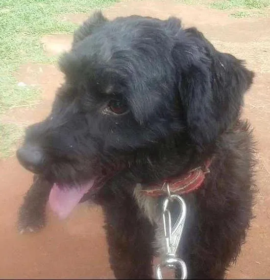 Cachorro raça Poodle idade 1 ano nome Marvin