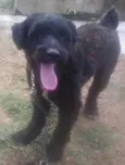 Cachorro raça Poodle idade 1 ano nome Marvin