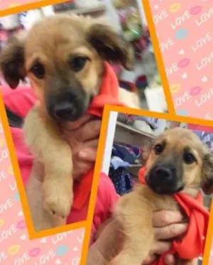 Cachorro raça SRD idade 2 a 6 meses nome Emilia (filhote)