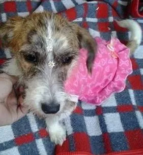 Cachorro raça SRD idade 1 ano nome Bonequinha