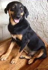 Cachorro raça SRD idade 2 anos nome Toby