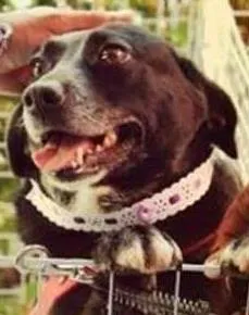 Cachorro raça SRD idade 3 anos nome Makeba