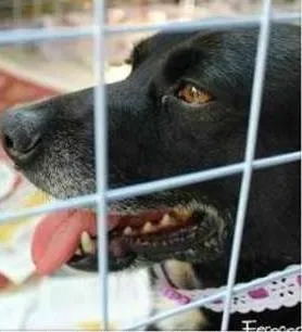 Cachorro ra a SRD idade 3 anos nome Makeba
