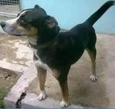 Cachorro raça SRD idade 3 anos nome Avalon