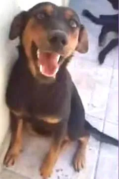 Cachorro raça SRD idade 2 anos nome Aysha
