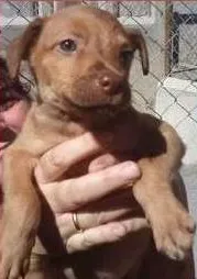 Cachorro raça SRD idade 2 a 6 meses nome Filhotes
