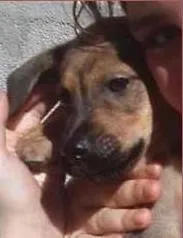 Cachorro ra a SRD idade 2 a 6 meses nome Filhotes
