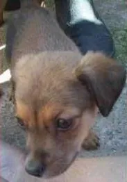 Cachorro ra a SRD idade 2 a 6 meses nome Filhotes