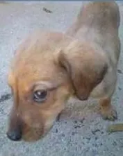 Cachorro ra a SRD idade 2 a 6 meses nome Filhotes