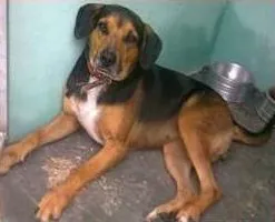 Cachorro raça SRD idade 3 anos nome Monetti