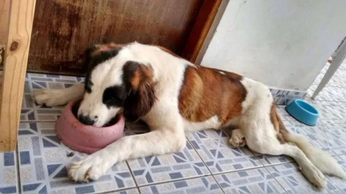 Cachorro ra a São Bernardo idade 1 ano nome apollo e maya