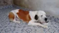 apollo e maya