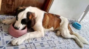 Cachorro raça São Bernardo idade 1 ano nome apollo e maya