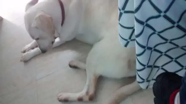 Cachorro ra a Labrador/ Mestiço idade 1 ano nome Rayka