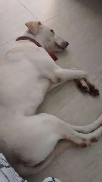 Cachorro ra a Labrador/ Mestiço idade 1 ano nome Rayka