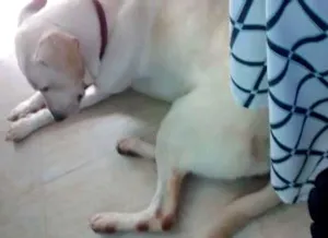 Cachorro raça Labrador/ Mestiço idade 1 ano nome Rayka