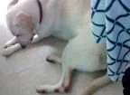 Cachorro raça Labrador/ Mestiço idade 1 ano nome Rayka