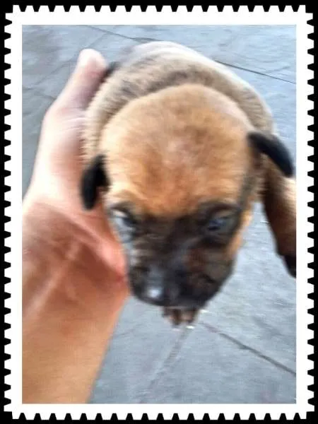 Cachorro ra a SRD idade Abaixo de 2 meses nome Caramelo