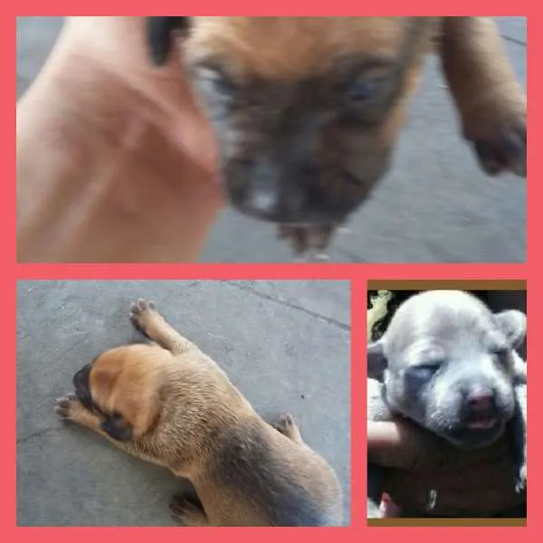 Cachorro ra a SRD idade Abaixo de 2 meses nome Caramelo