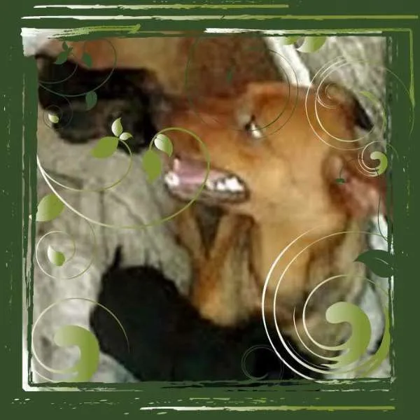 Cachorro ra a SRD idade Abaixo de 2 meses nome Caramelo