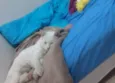 Gatinho