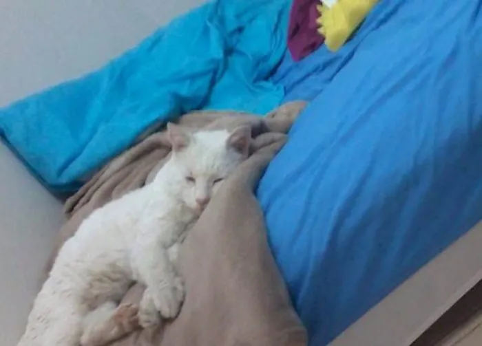 Gato raça Sem Raça idade 3 anos nome Gatinho