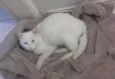 Gatinho