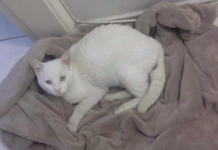 Gato raça Sem Raça idade 3 anos nome Gatinho
